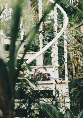 Indoor Plants